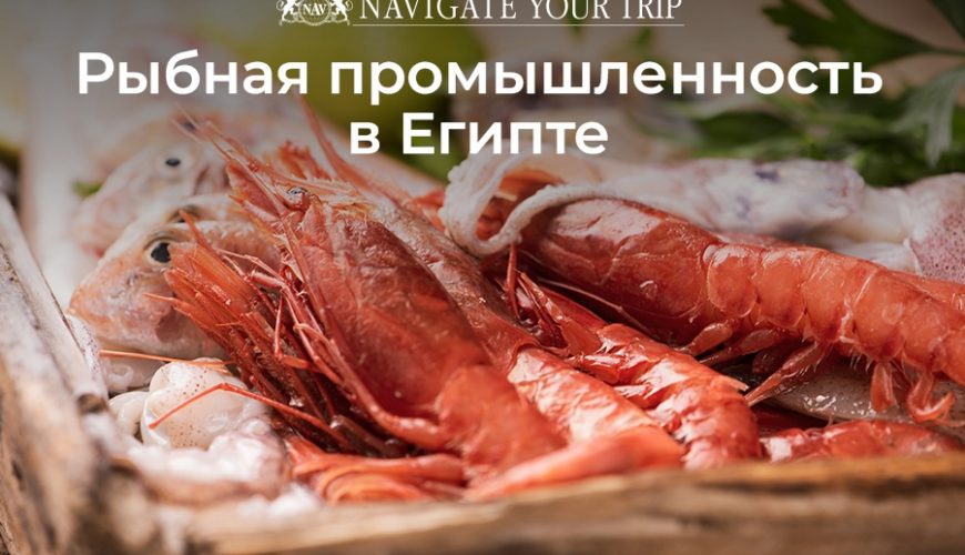 Cервис помощи релокации в Египет