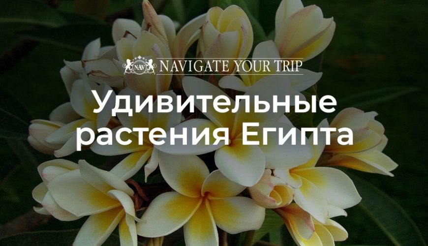 Cервис помощи релокации в Египет