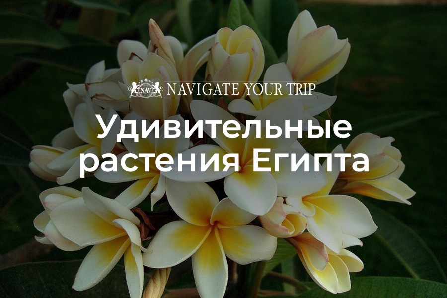 Cервис помощи релокации в Египет