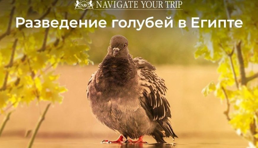 Cервис помощи релокации в Египет