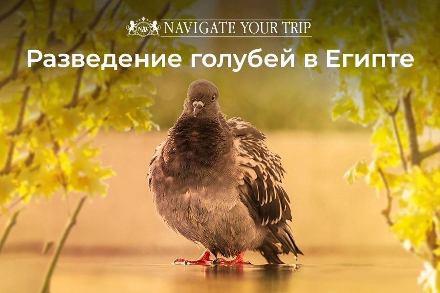 Cервис помощи релокации в Египет