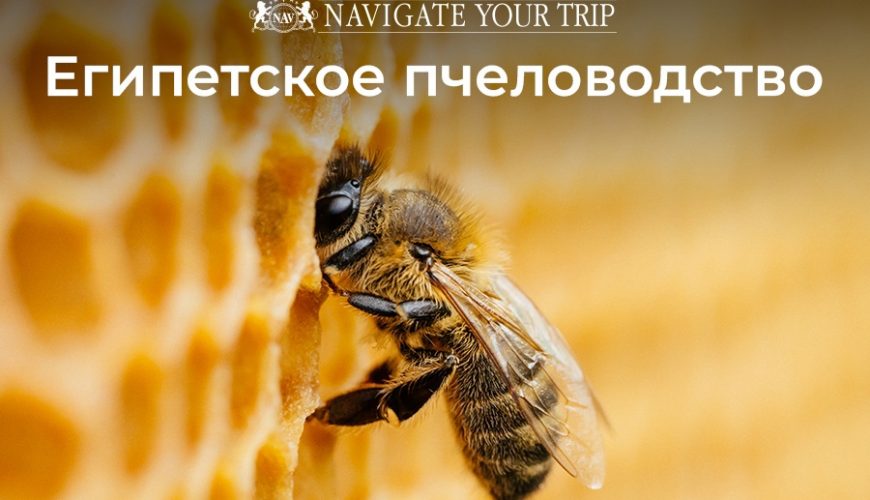 Cервис помощи релокации в Египет