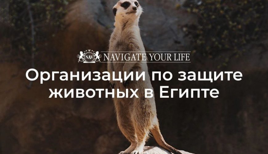 Cервис помощи релокации в Египет