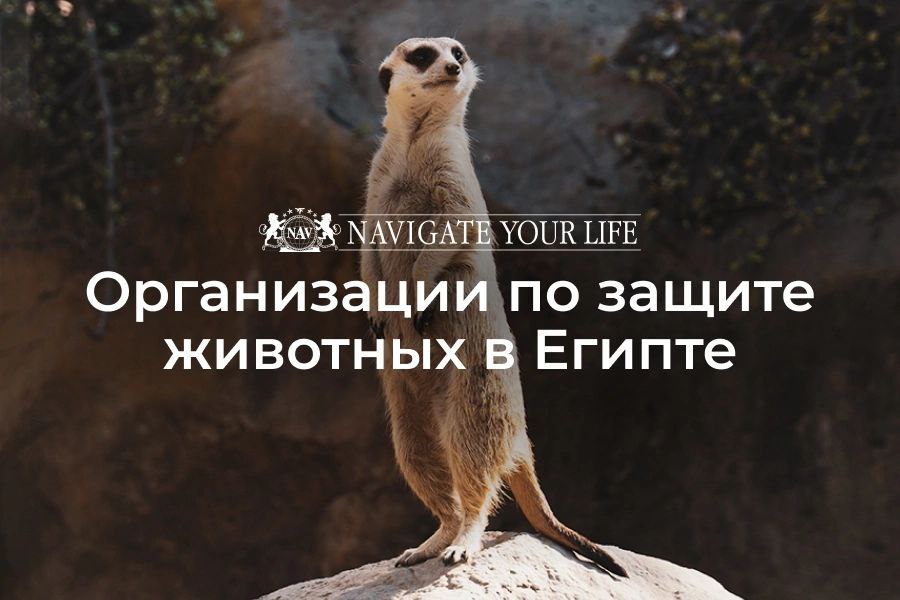 Cервис помощи релокации в Египет
