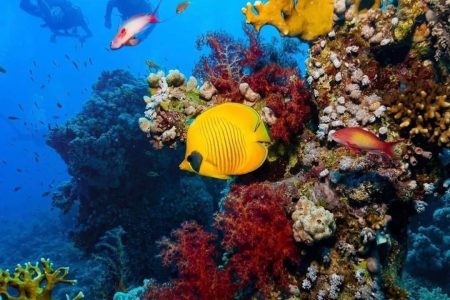 Cервис помощи релокации в Египет