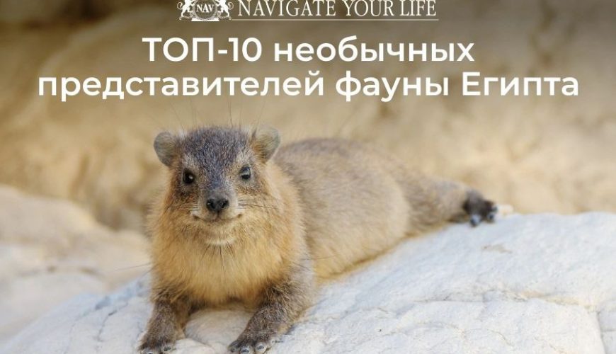 Cервис помощи релокации в Египет