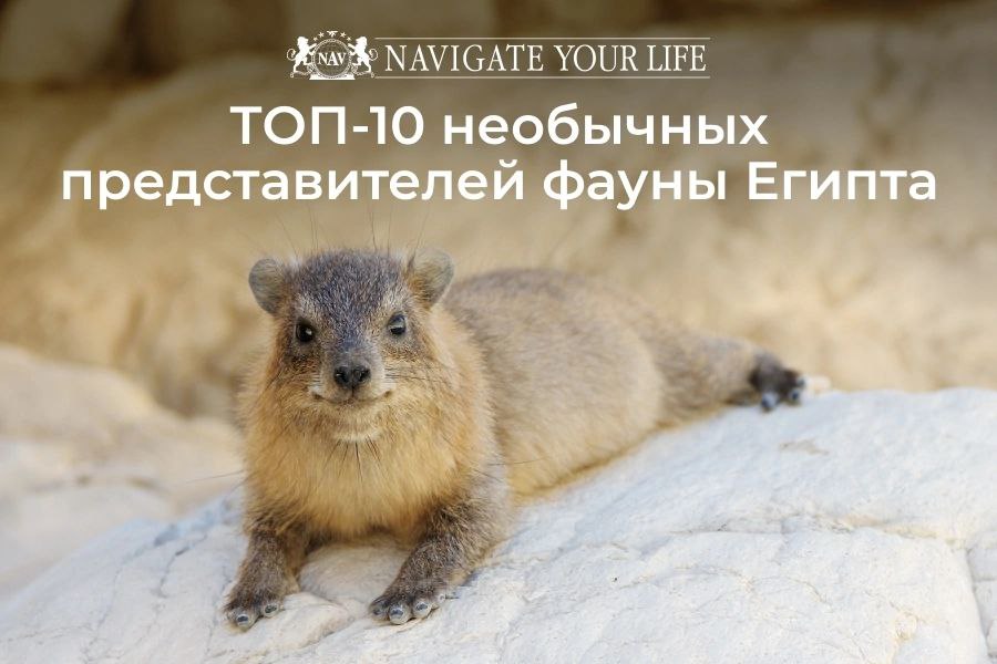 Cервис помощи релокации в Египет