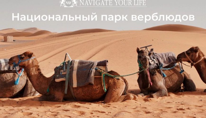 Cервис помощи релокации в Египет