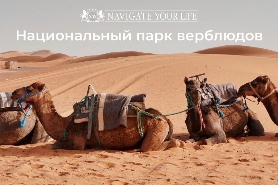 Cервис помощи релокации в Египет